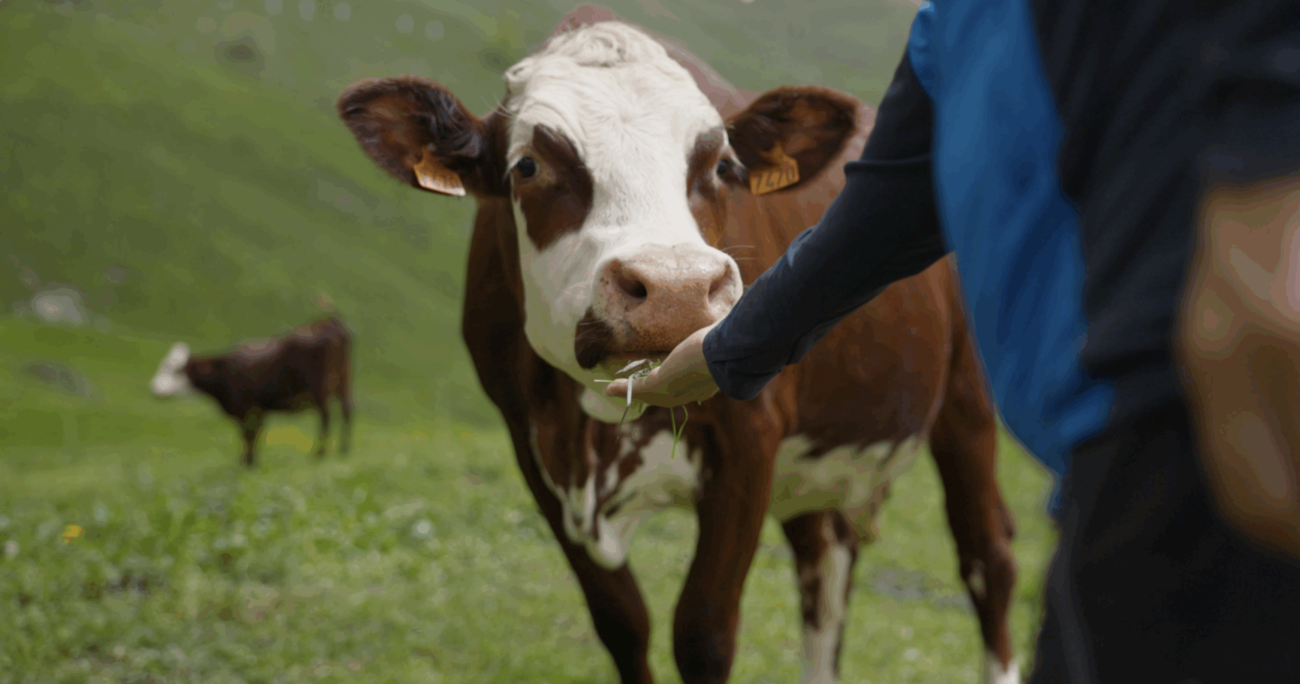 Salon international de l’Agriculture 2026 : attentes et perspectives