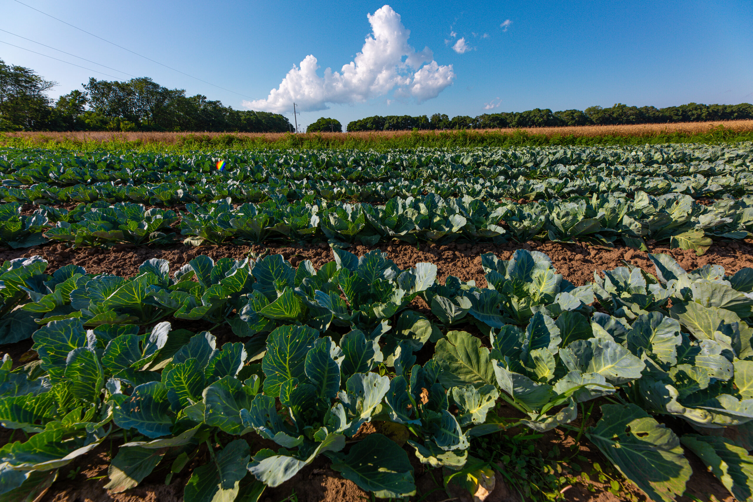 Vols agricoles en hausse : entre perte de récoltes et inquiétudes croissantes