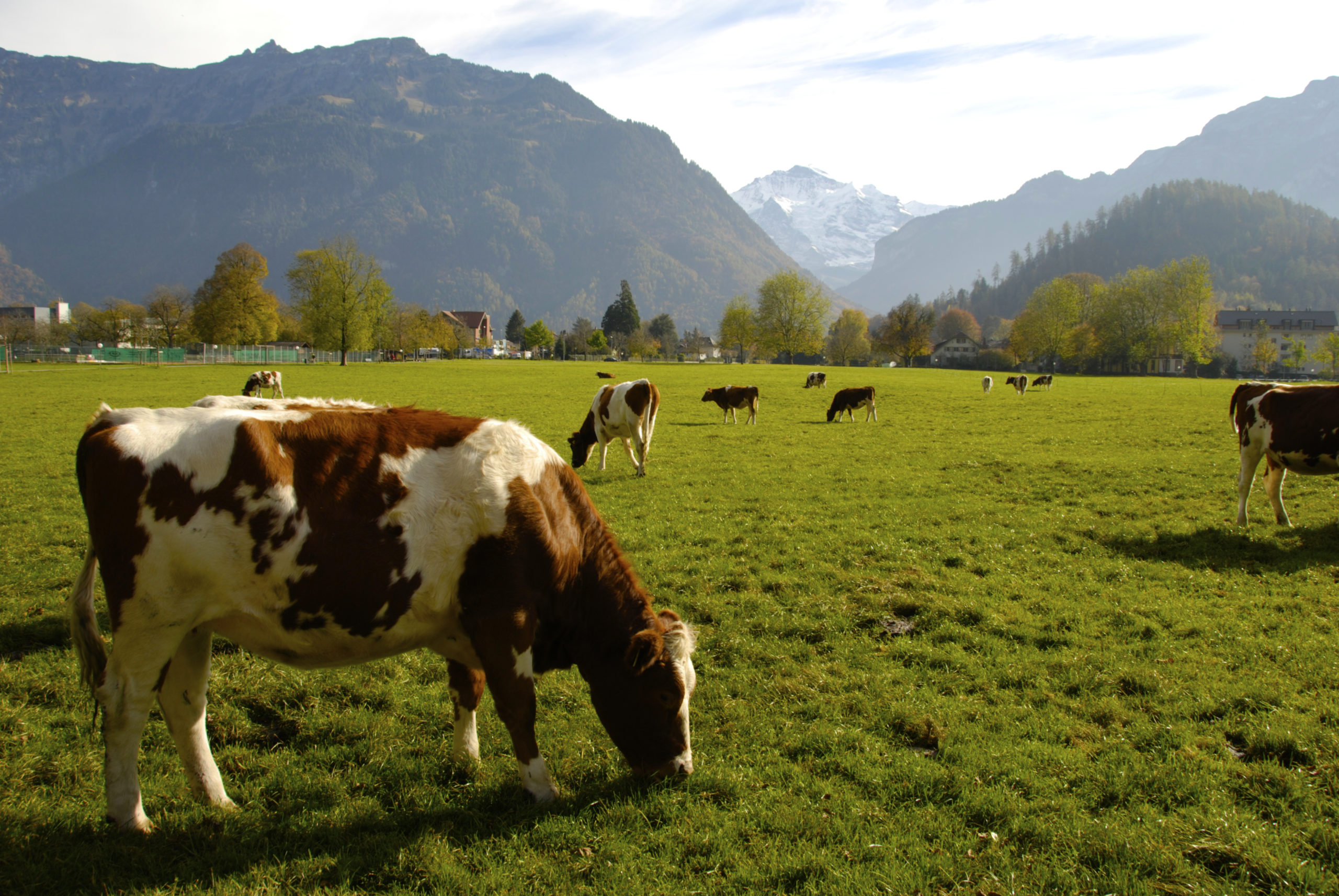 L'UDI tient à réaffirmer son entier soutien au monde agricole et à l'agriculture française
