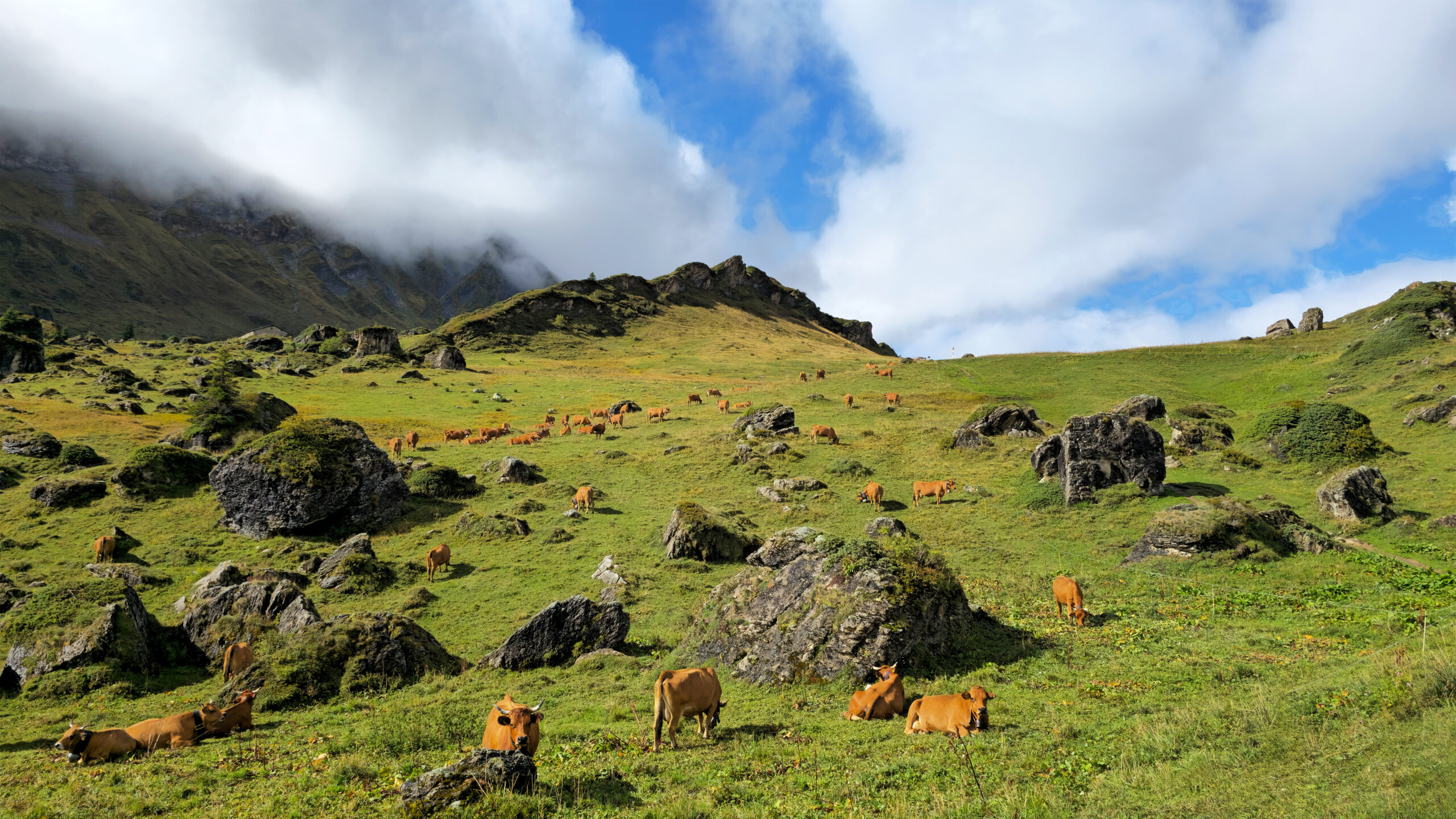 Le pastoralisme face au réchauffement climatique : un héritage à préserver, un avenir à construire