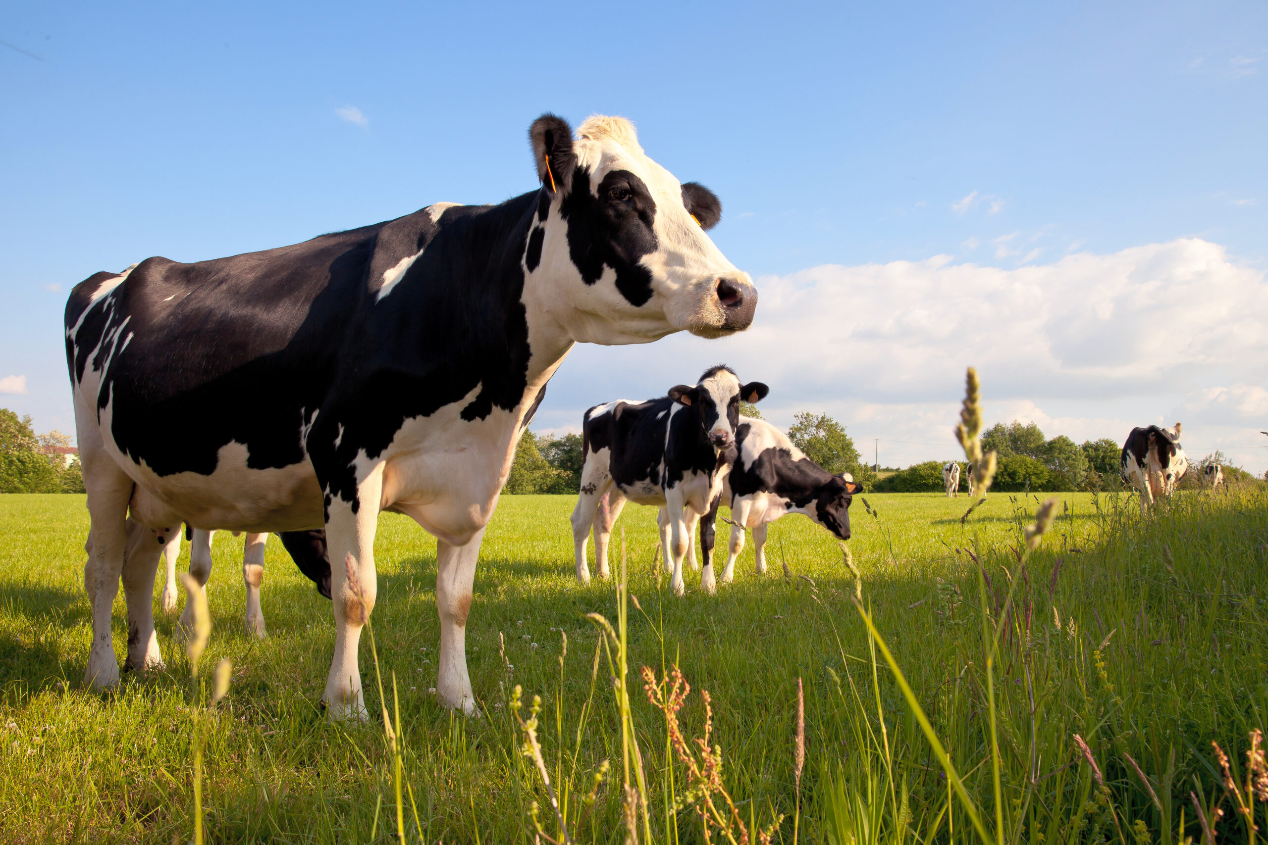 Les chantiers de l'agriculture