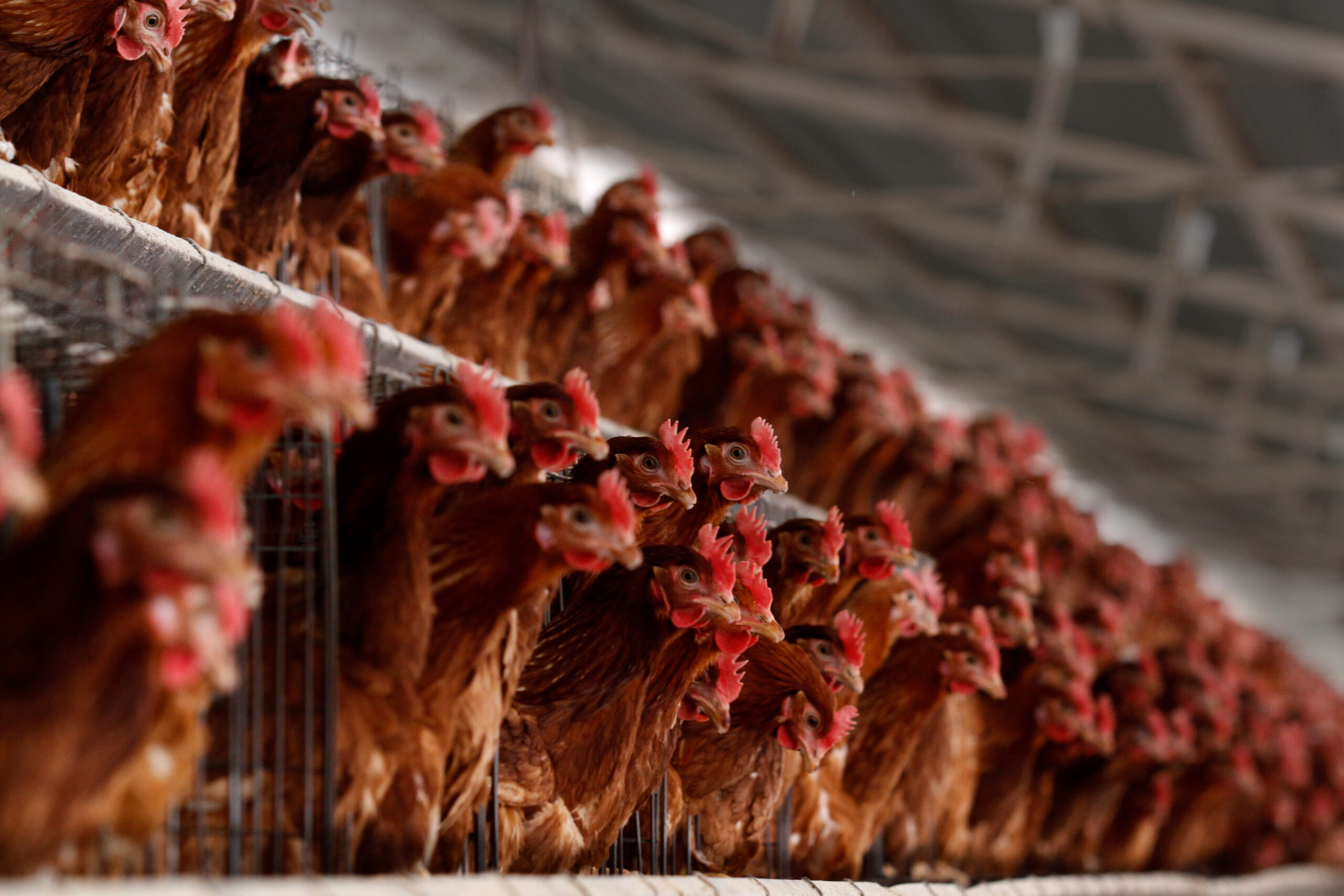 Le bien-être animal en élevage