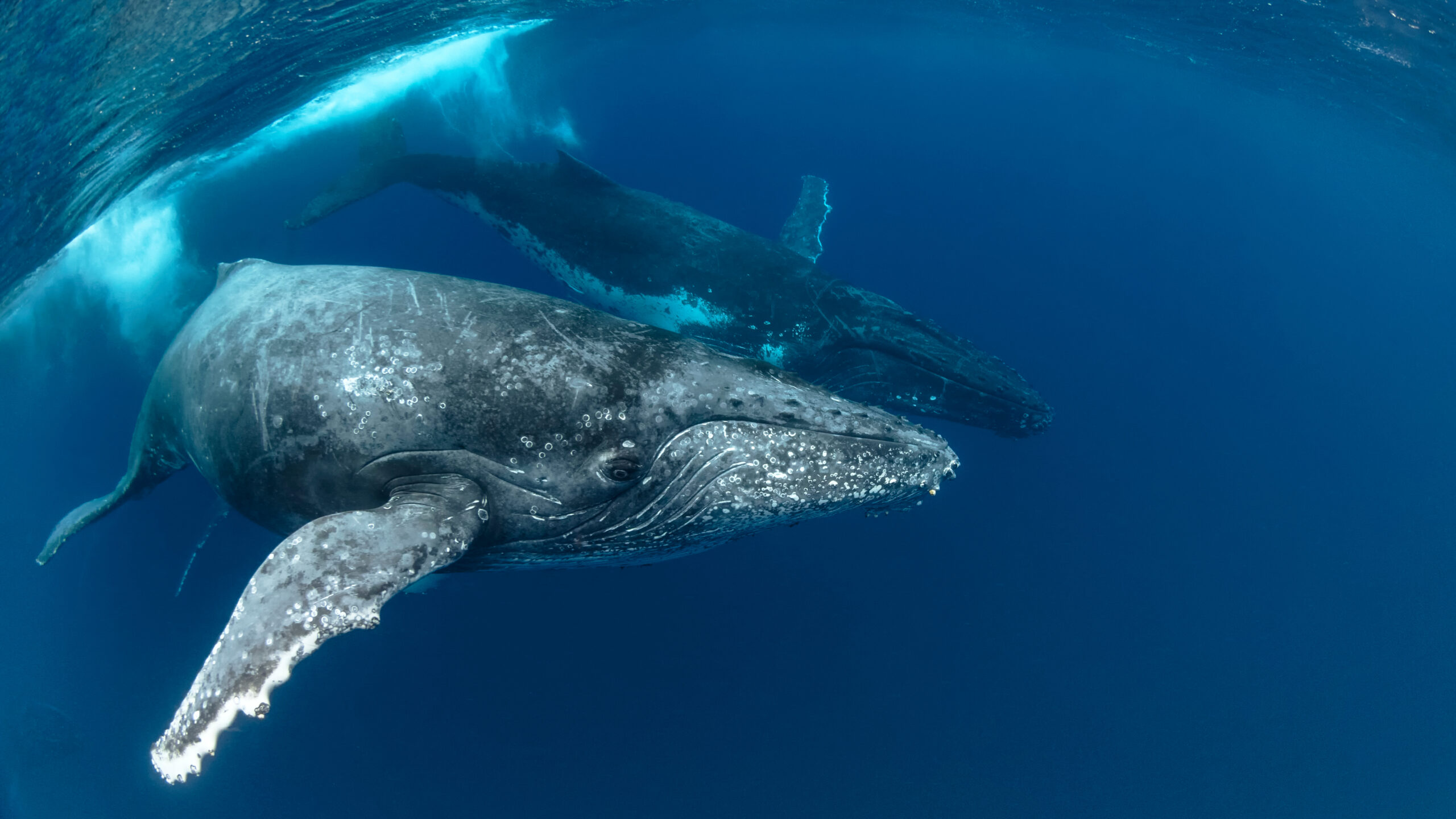 L’Outre-mer, vigie maritime et levier écologique de la France dans l’océan Indien