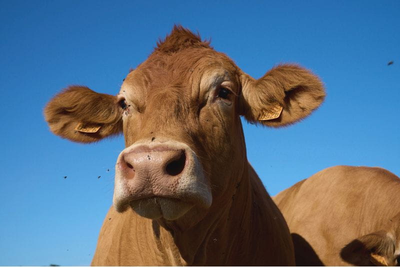 Salon de l'Agriculture 2025 : entre optimisme et défis persistants