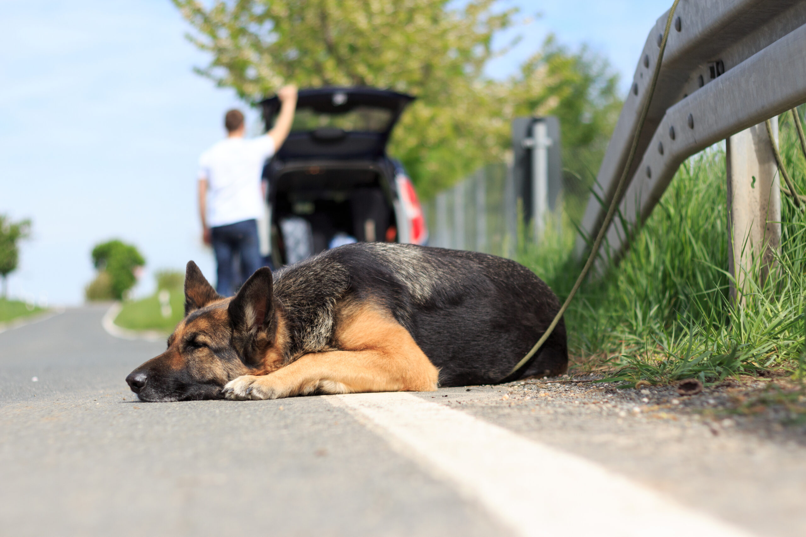 Animaux de compagnie, hausse de 15% des abandons