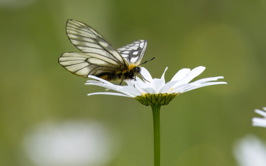 Réchauffement climatique et impact sanitaire : l’effet papillon