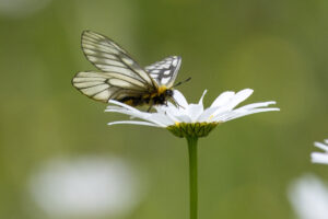 フランス菊の花の蜜を吸うウスバシロチョウ