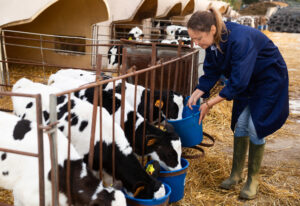 Caring female farmer in uniform giving milk to calves in plastic calf hutch on farm in countryside in autumn